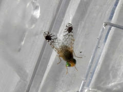 Euarestoides acutangulus