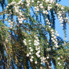 Taxandria juniperina