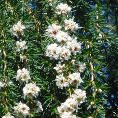 Taxandria juniperina