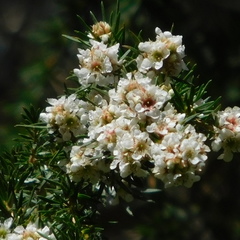 Taxandria juniperina