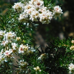 Taxandria juniperina