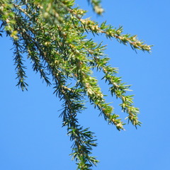 Taxandria juniperina