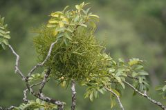 Korthalsella complanata