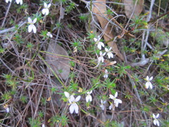 Stylidium repens