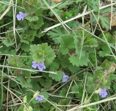 Glechoma hederacea