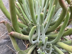 Dudleya attenuata × edulis