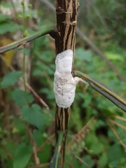 Septobasidium simmondsii