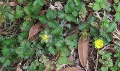 Potentilla indica