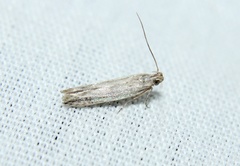Battaristis nigratomella