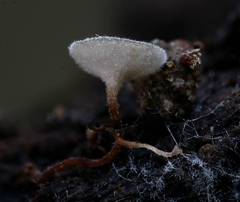 Martininia panamaensis