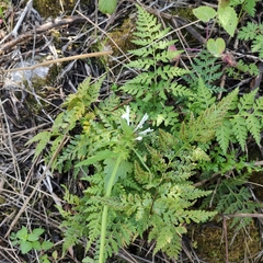 Asplenium onopteris