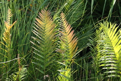 Telmatoblechnum indicum