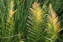 Telmatoblechnum indicum