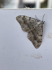 Coenotephria ablutaria