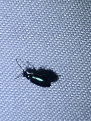 Lebia viridis