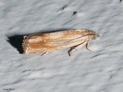 Eucosma umbrastriana