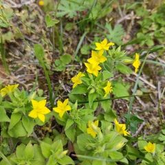 Lysimachia grammica