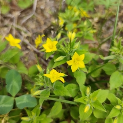 Lysimachia grammica