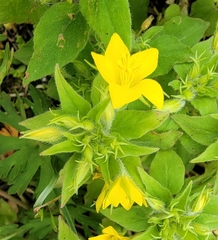 Lysimachia grammica