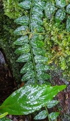 Solanum evolvulifolium