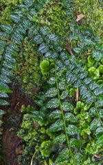 Solanum evolvulifolium