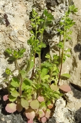 Campanula erinus