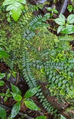 Solanum evolvulifolium