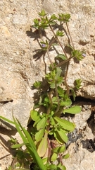Campanula erinus