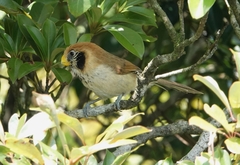 Paradoxornis guttaticollis