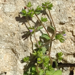 Campanula erinus