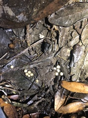 Eleutherodactylus campi