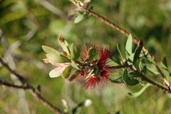 Melaleuca pachyphylla