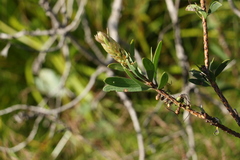 Melaleuca pachyphylla