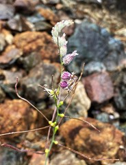 Streptanthus morrisonii