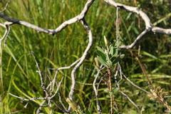 Melaleuca pachyphylla
