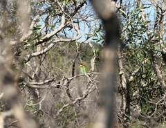 Melaleuca pachyphylla