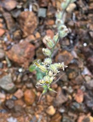 Streptanthus morrisonii
