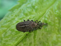 Microrhopala excavata