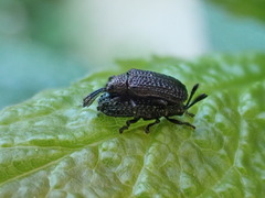 Microrhopala excavata
