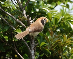 Paradoxornis guttaticollis