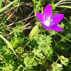 Legousia speculum-veneris