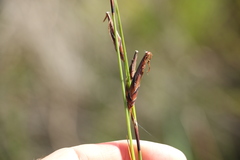 Schoenus scabripes