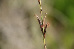 Schoenus scabripes
