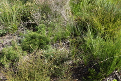 Schoenus scabripes