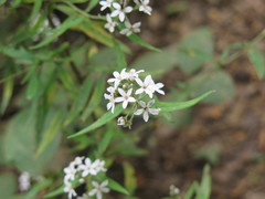 Lysimachia pentapetala