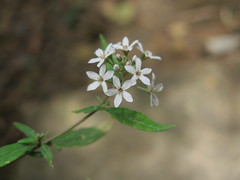 Lysimachia pentapetala