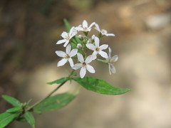 Lysimachia pentapetala