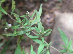 Lysimachia pentapetala