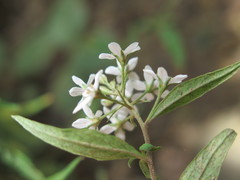 Lysimachia pentapetala
