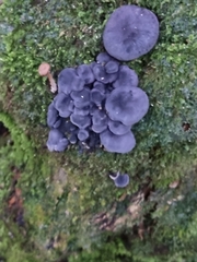 Gerronema waikanaense